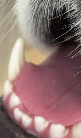 Close-up of healthy pet teeth and gums